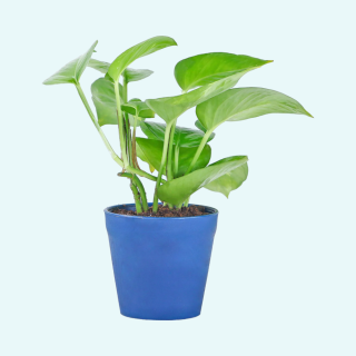Golden Money Plant in Blue Plastic Pot- Blue