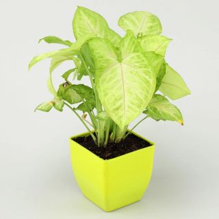 Air Purifying Syngonium Plant In Green Pots- Yellow