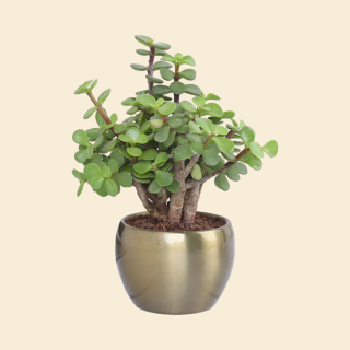 Jade Plant In Gold Tone Metal Pot