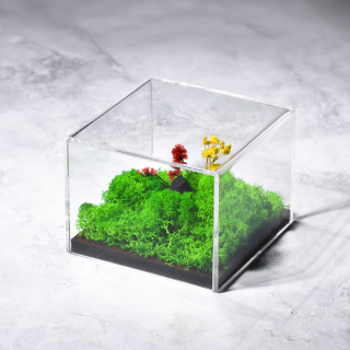 Forever Forest Terrarium Mini Forest Retreat in Acrylic Display (Desk)